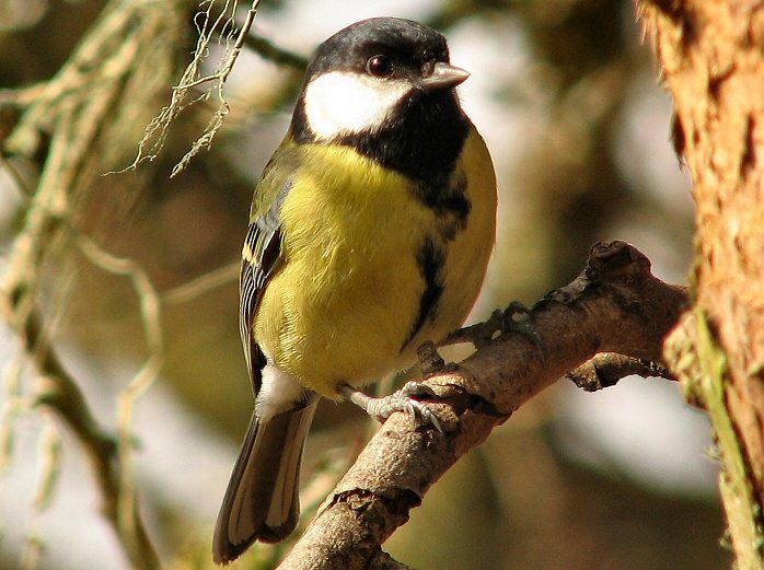 Great Tit - Dartmoor