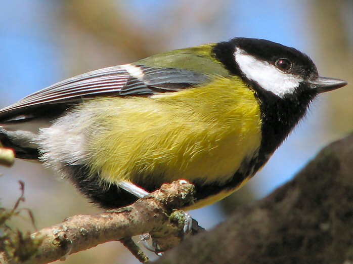 Great Tit, Dartmoor