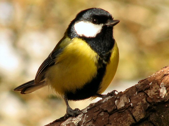 Great Tit, Dartmoor