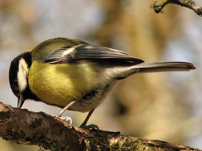 Great Tit, Dartmoor