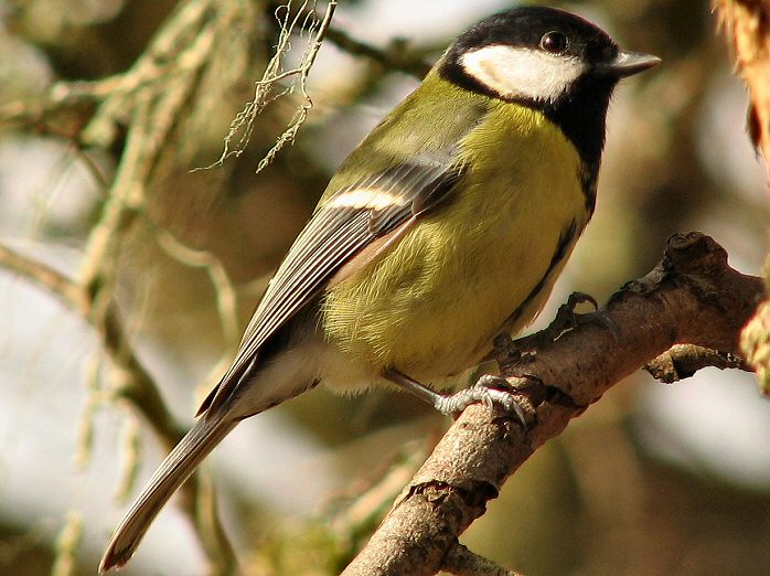 Great Tit - Dartmoor