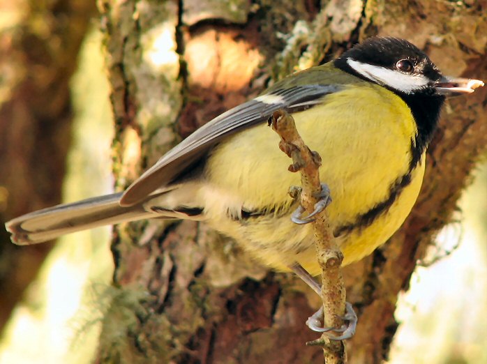 Great Tits - Dartmoor