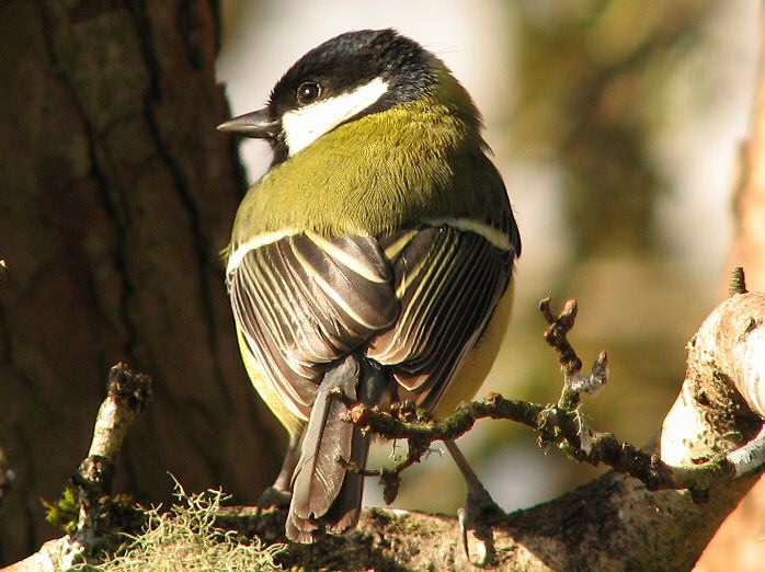 Great Tits - Dartmoor