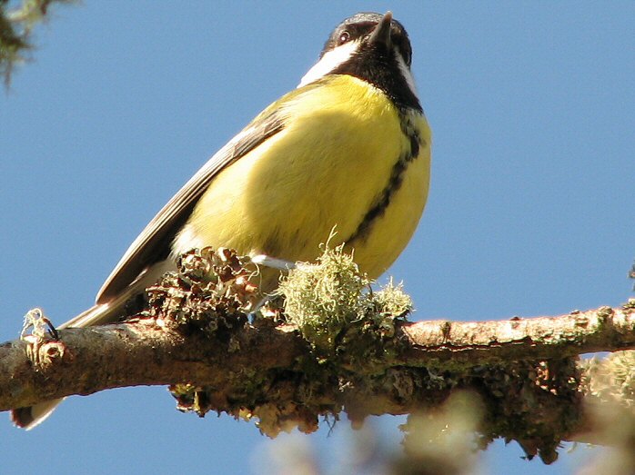 Great Tits - Dartmoor