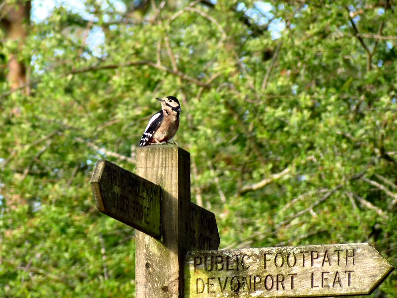 Great Spotted Woodpecker