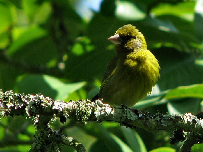 Greenfinch - Overbeck's