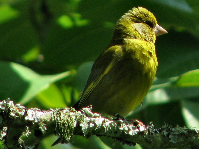 Greenfinch - Overbeck's