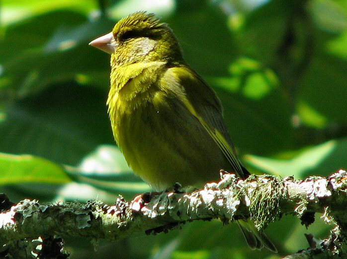 Greenfinch - Overbeck's