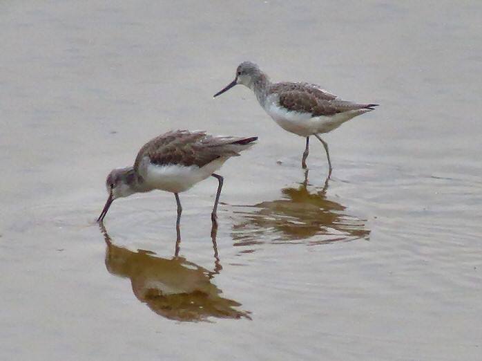 Greenshank