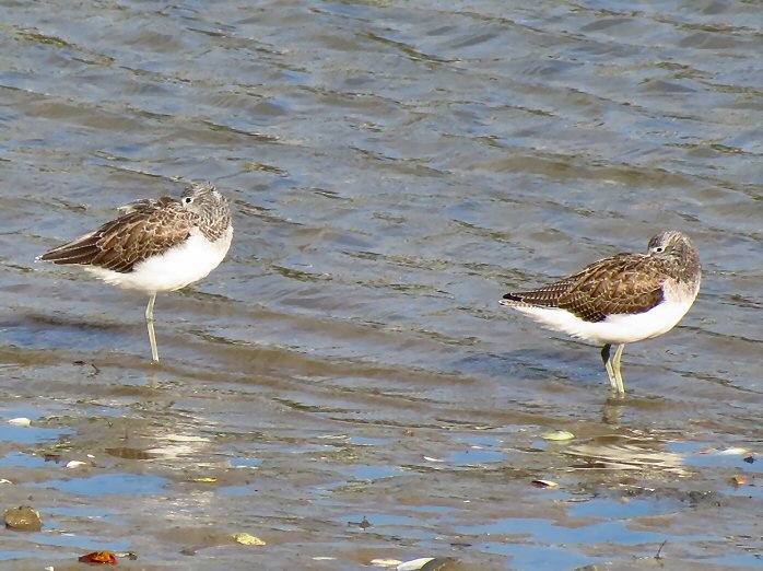 Greenshank