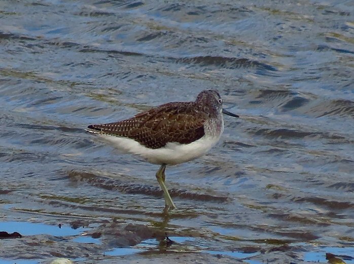 Greenshank