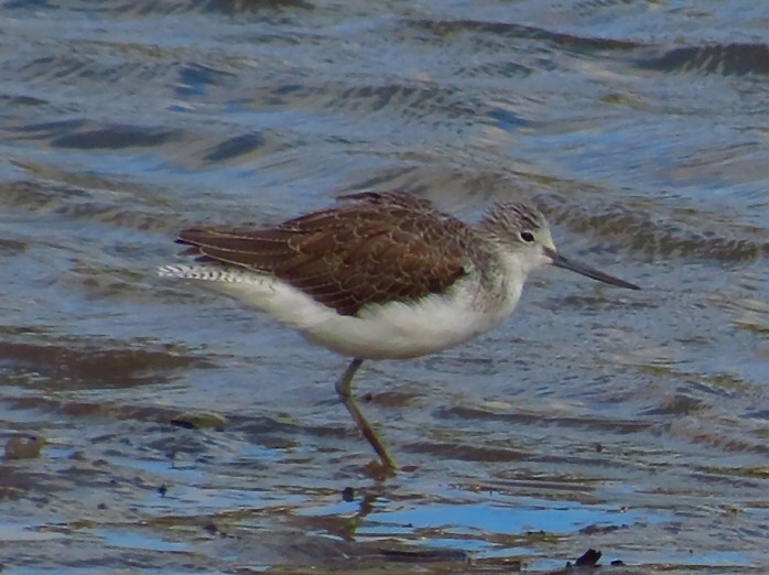 Greenshank