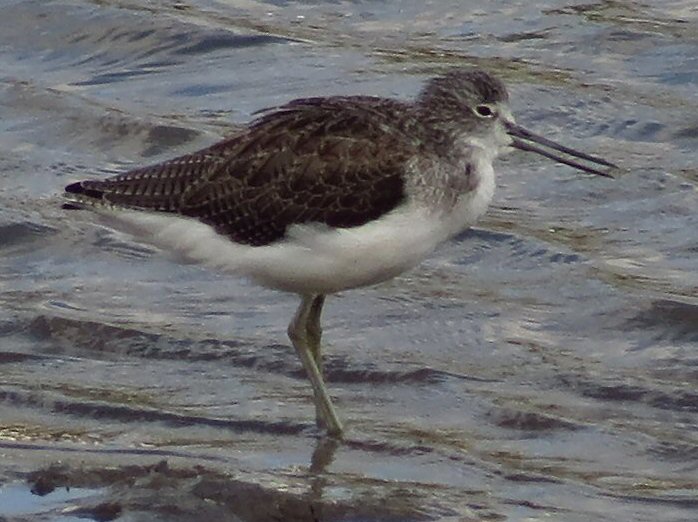 Greenshank