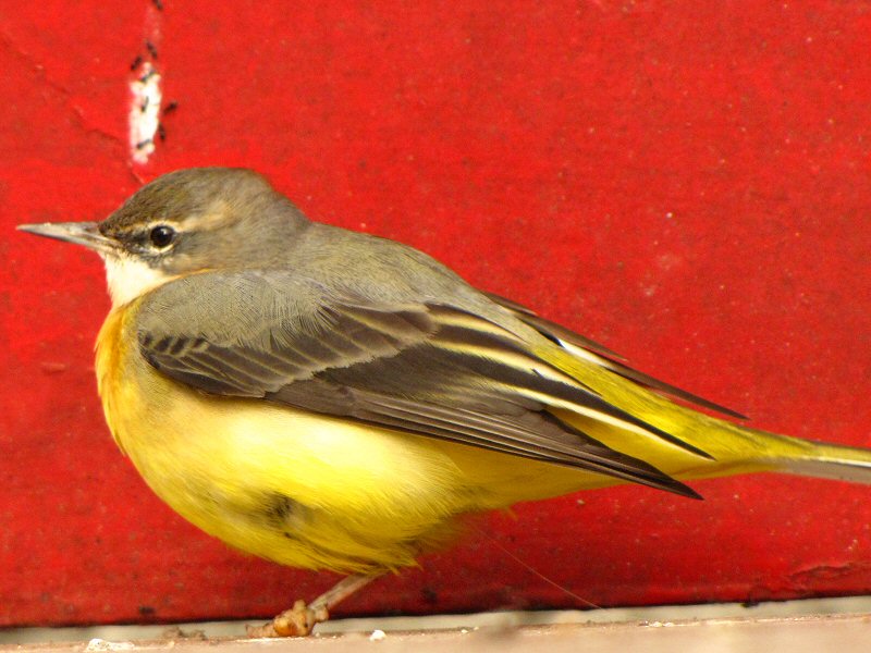 Grey Wagtail