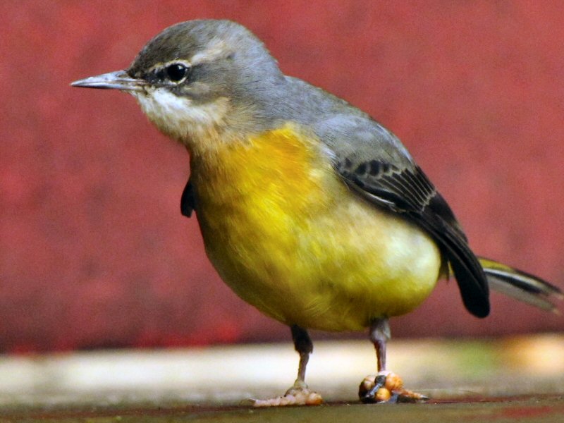 Grey Wagtail