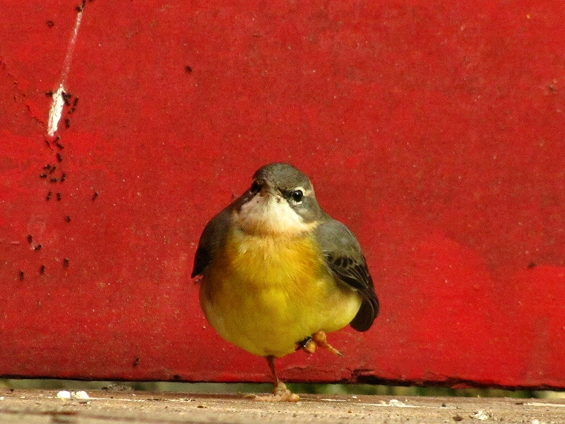 Grey Wagtail