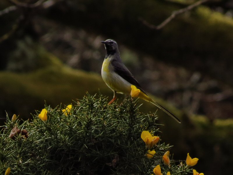 Grey Wagtail