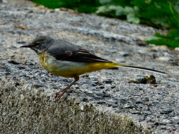 Grey Wagtail