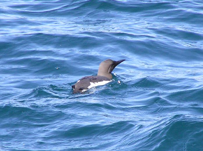 Guillemot - North Cornwall