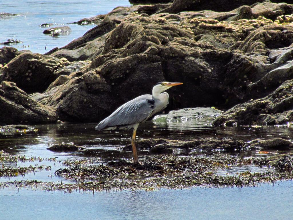 Grey Heron