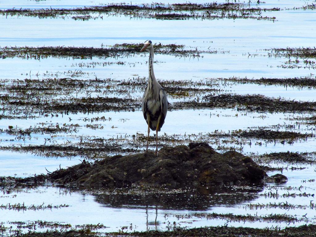 Grey Heron, Hannafore, Cornwall