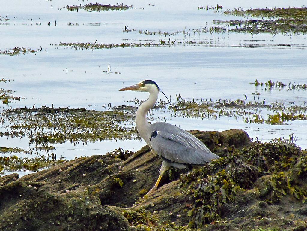 Grey Heron, Hannafore, Cornwall