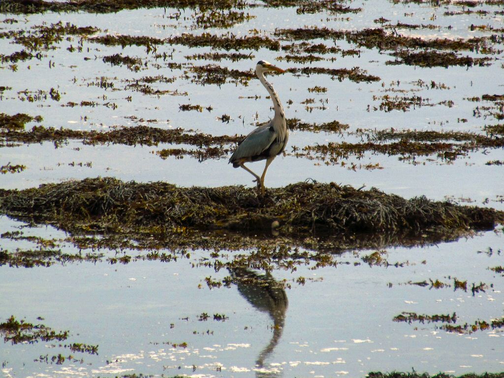 Grey Heron, Hannafore, Cornwall