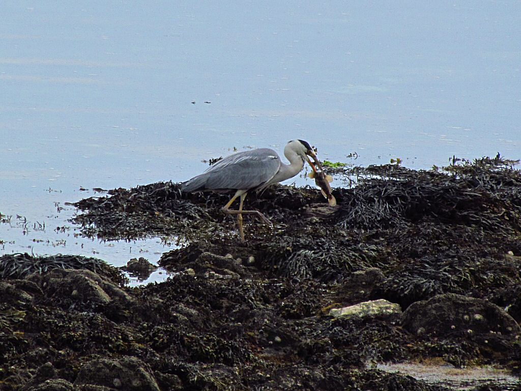 Grey Heron, Hannafore, Cornwall