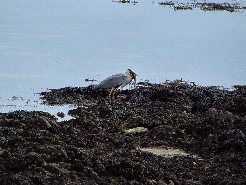 Grey Heron, Hannafore, Cornwall