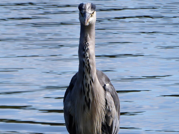 Grey Heron