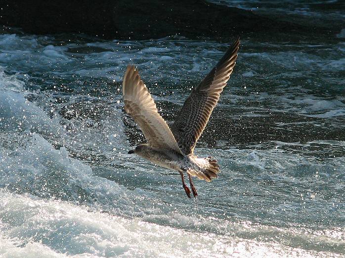 Young Herring Gull - Trebarwith Strand, Cornwall