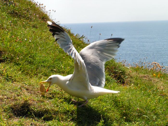 Herring Gull - Kynance Cove