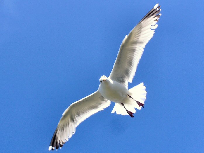 Herring Gull - Kynance Cove