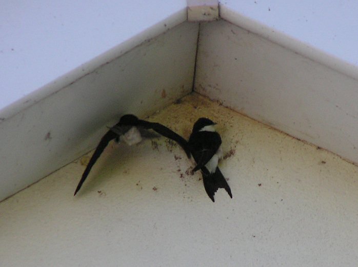 House Martin, South Milton Sands