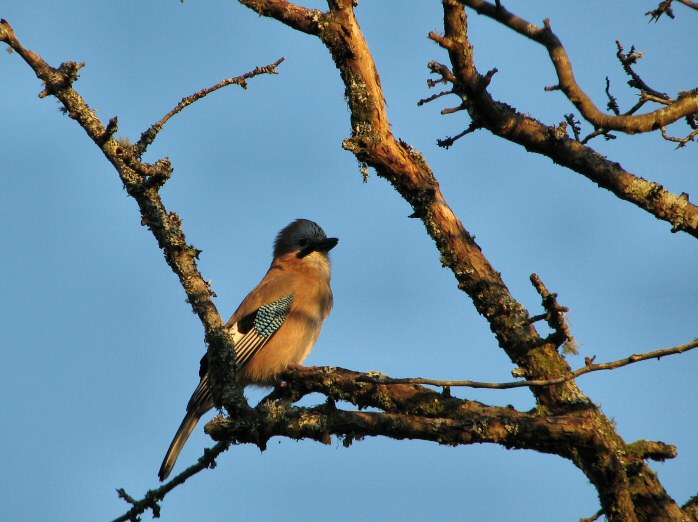 Jay, Burrator