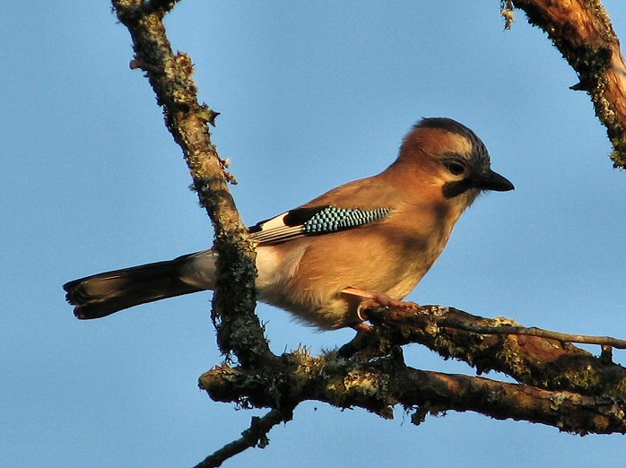 Jay, Burrator