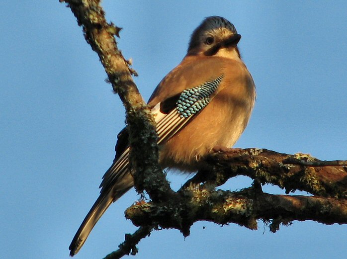 Jay, Burrator