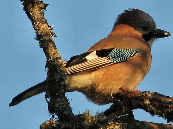 Jay, Burrator