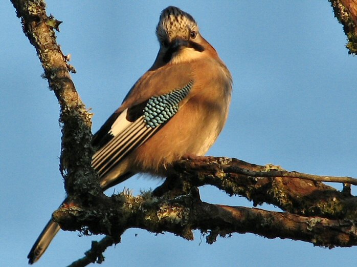 Jay, Burrator