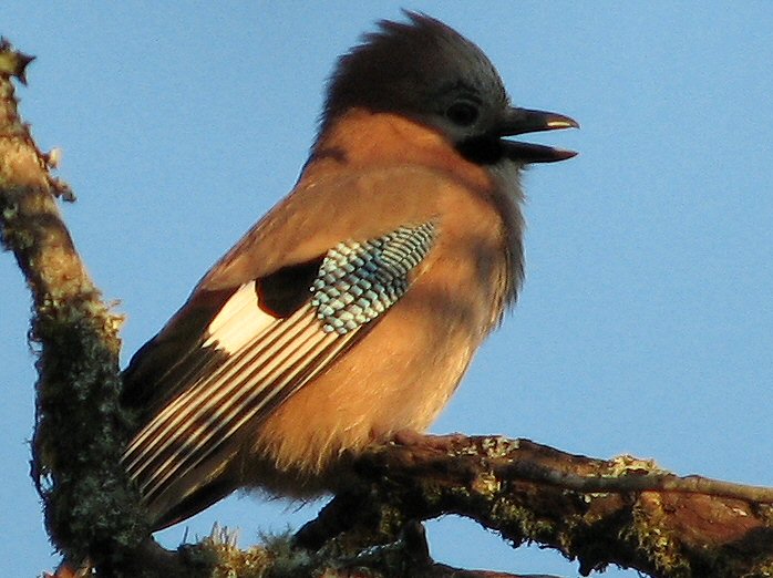 Jay, Burrator