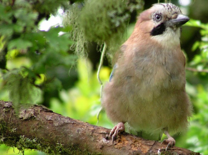 Jay, Burrator