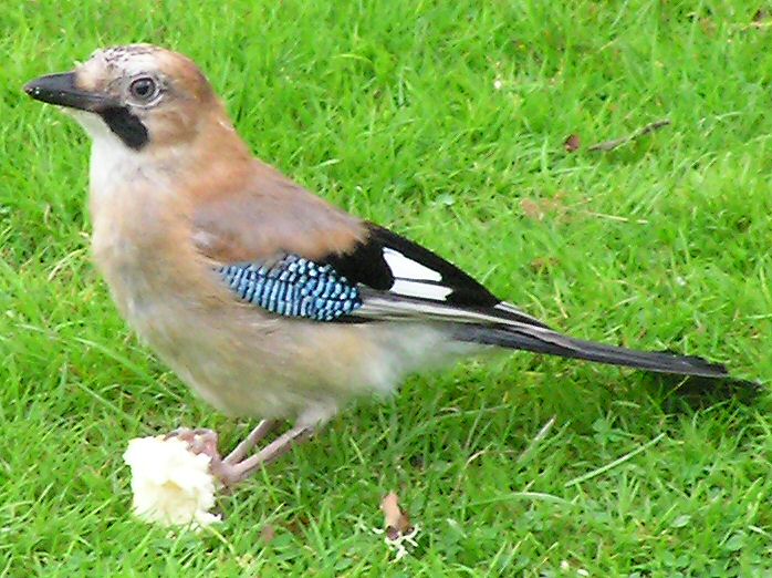 Jay, Burrator