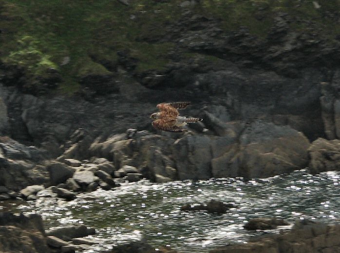 Kestrel - Rame Head