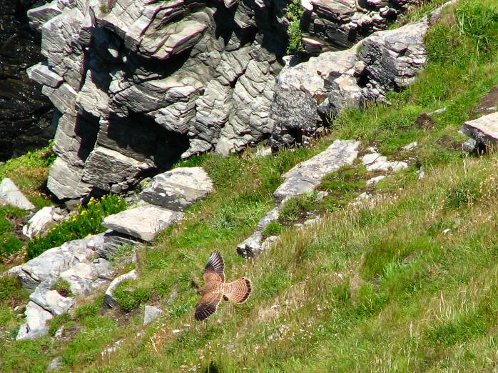 Kestrel - Glebe Cliffs