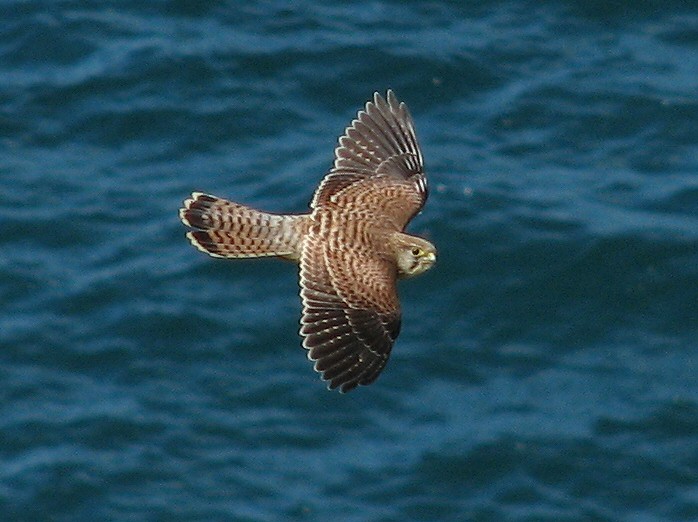 Kestrel - Glebe Cliffs