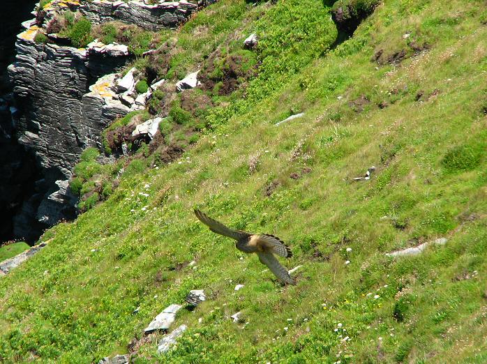 Kestrel - Glebe Cliffs