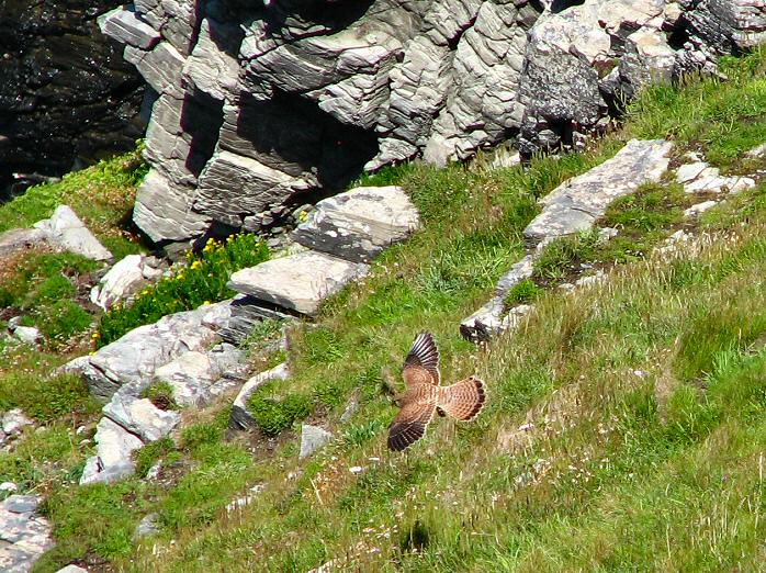 Kestrel - Glebe Cliffs