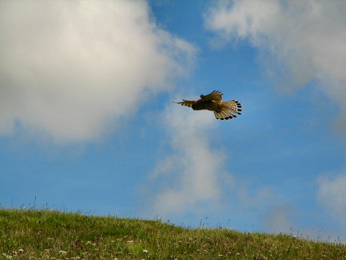 Kestrel - Glebe Cliffs