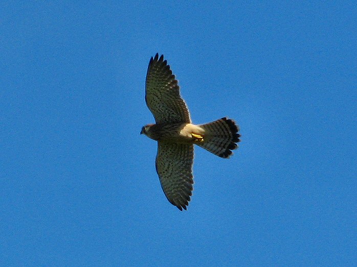 Kestrel - Glebe Cliffs