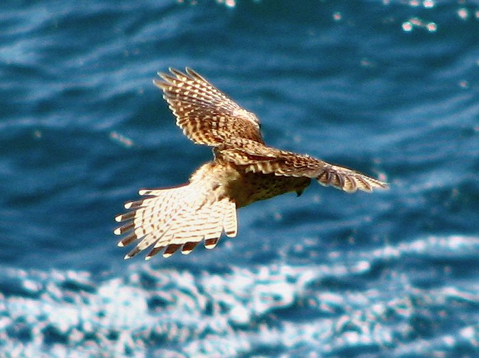 Kestrel - Glebe Cliffs